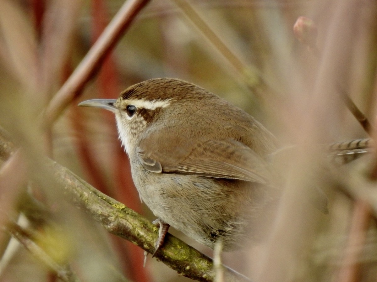 Bewick's Wren - Scott Deckelmann