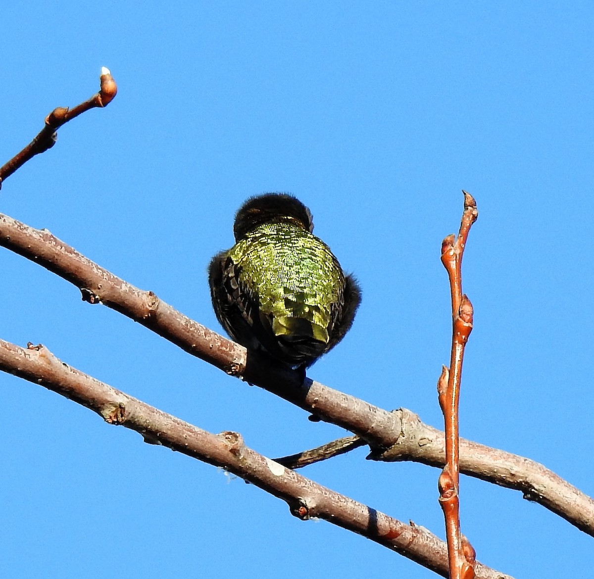 Anna's Hummingbird - ML136724141