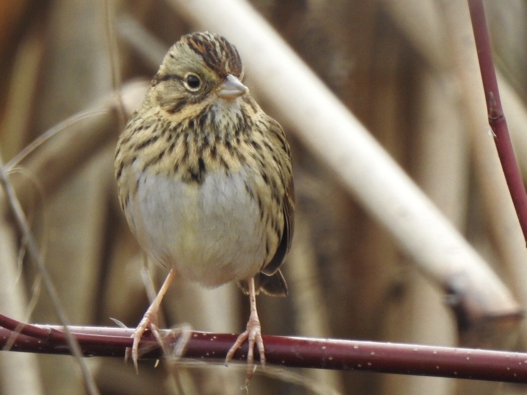 Lincoln's Sparrow - ML136724171