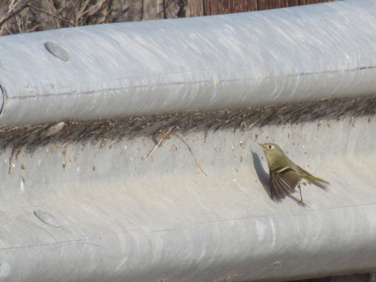 Ruby-crowned Kinglet - ML136724221