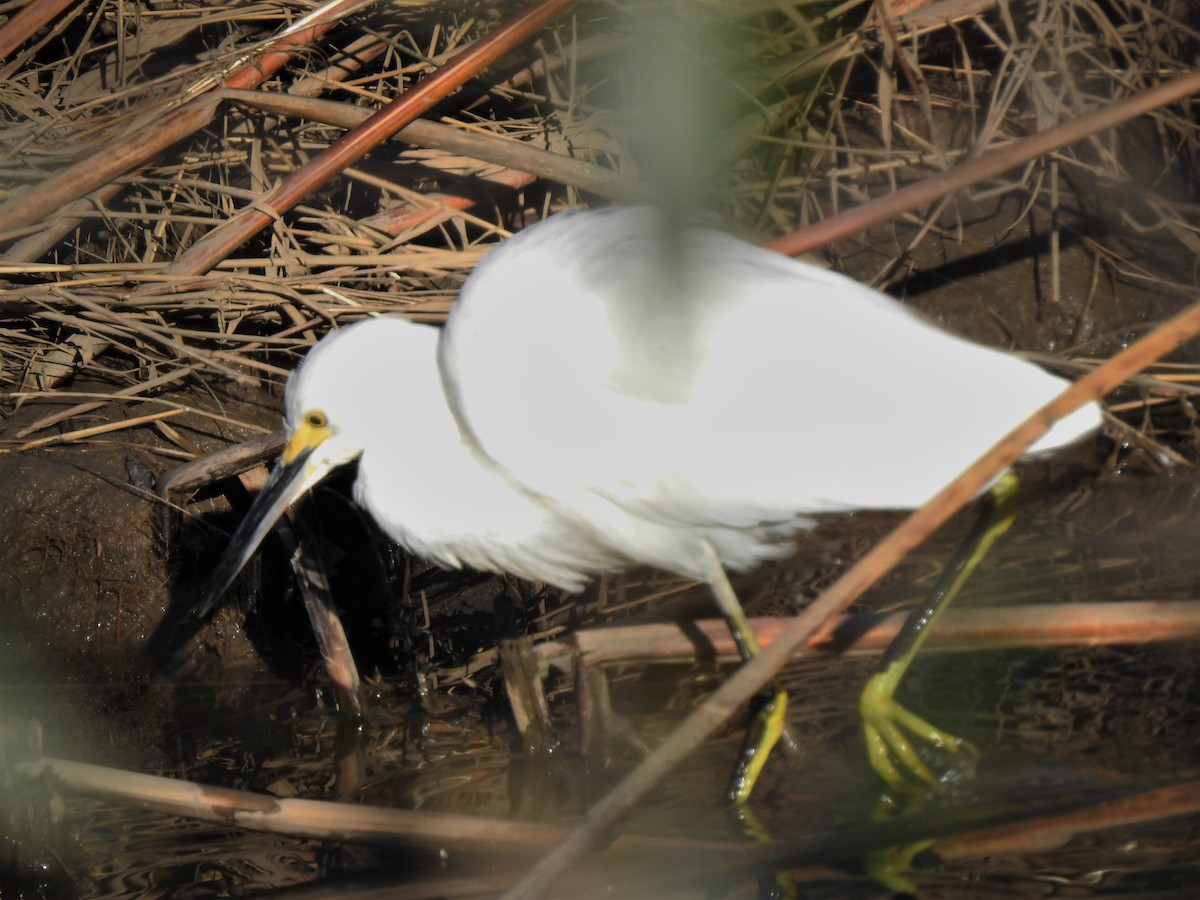 Snowy Egret - ML136724251