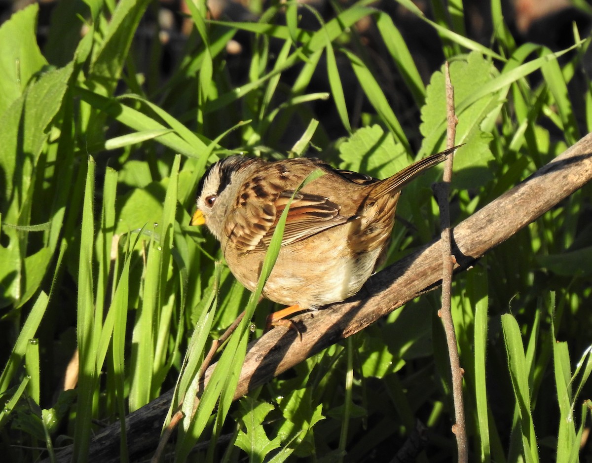 White-crowned Sparrow - ML136724571