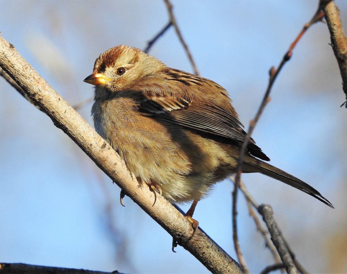 White-crowned Sparrow - ML136724581