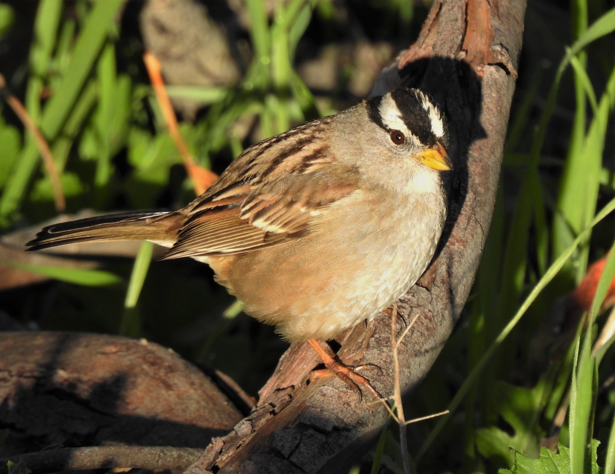 White-crowned Sparrow - ML136724591