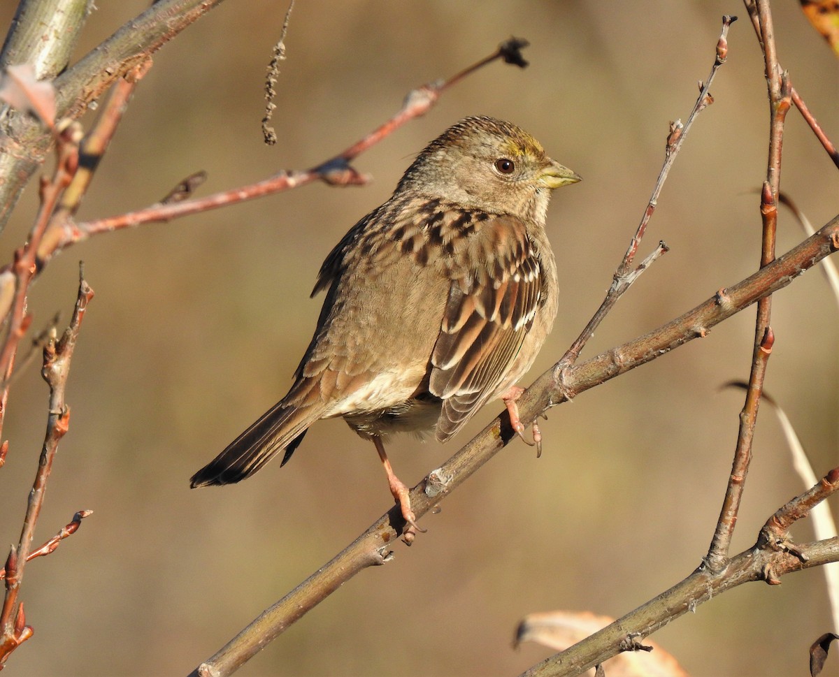 Golden-crowned Sparrow - ML136724621