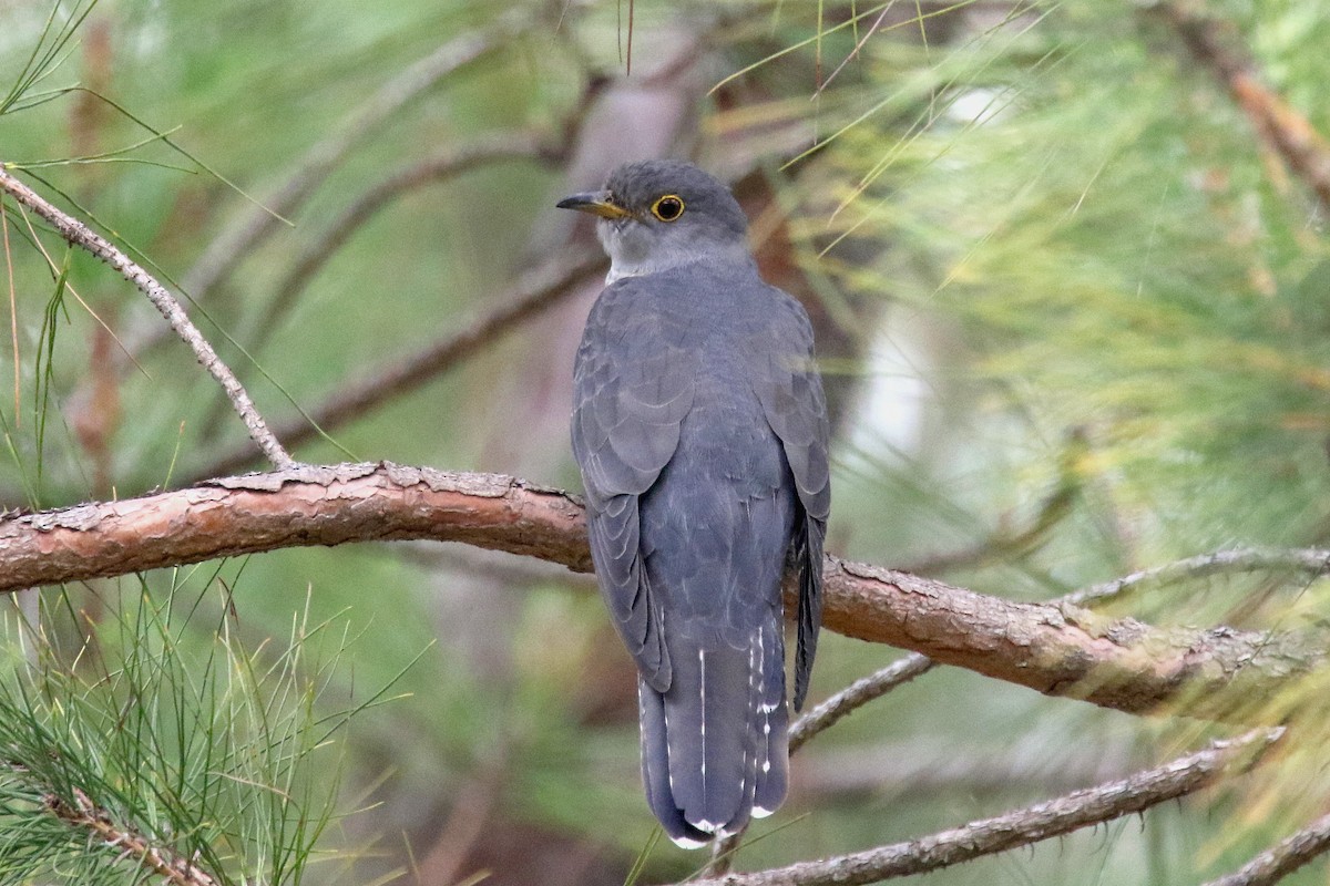 Madagascar Cuckoo - ML136724751