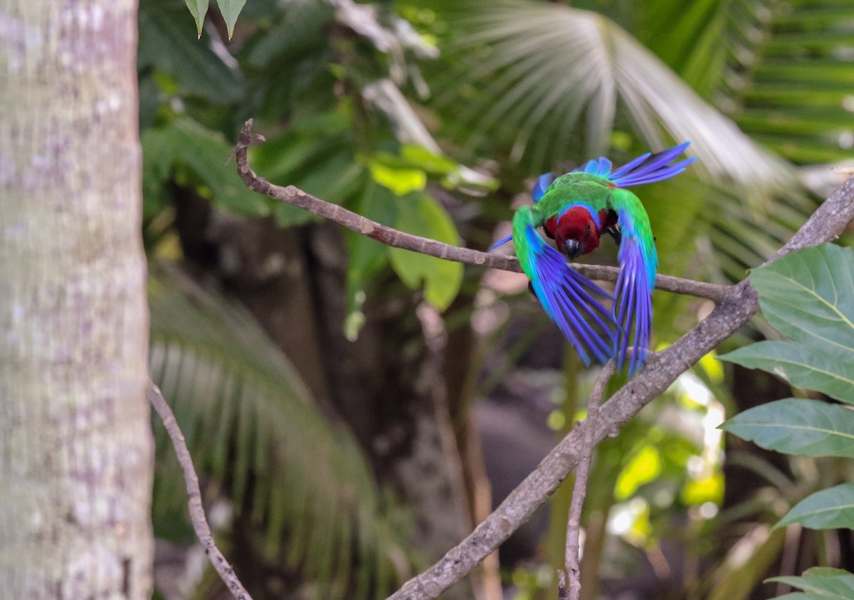 Crimson Shining-Parrot - ML136724911