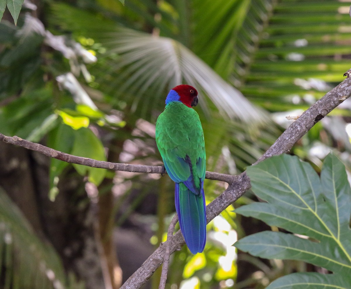 アカメンカブリインコ - ML136724921