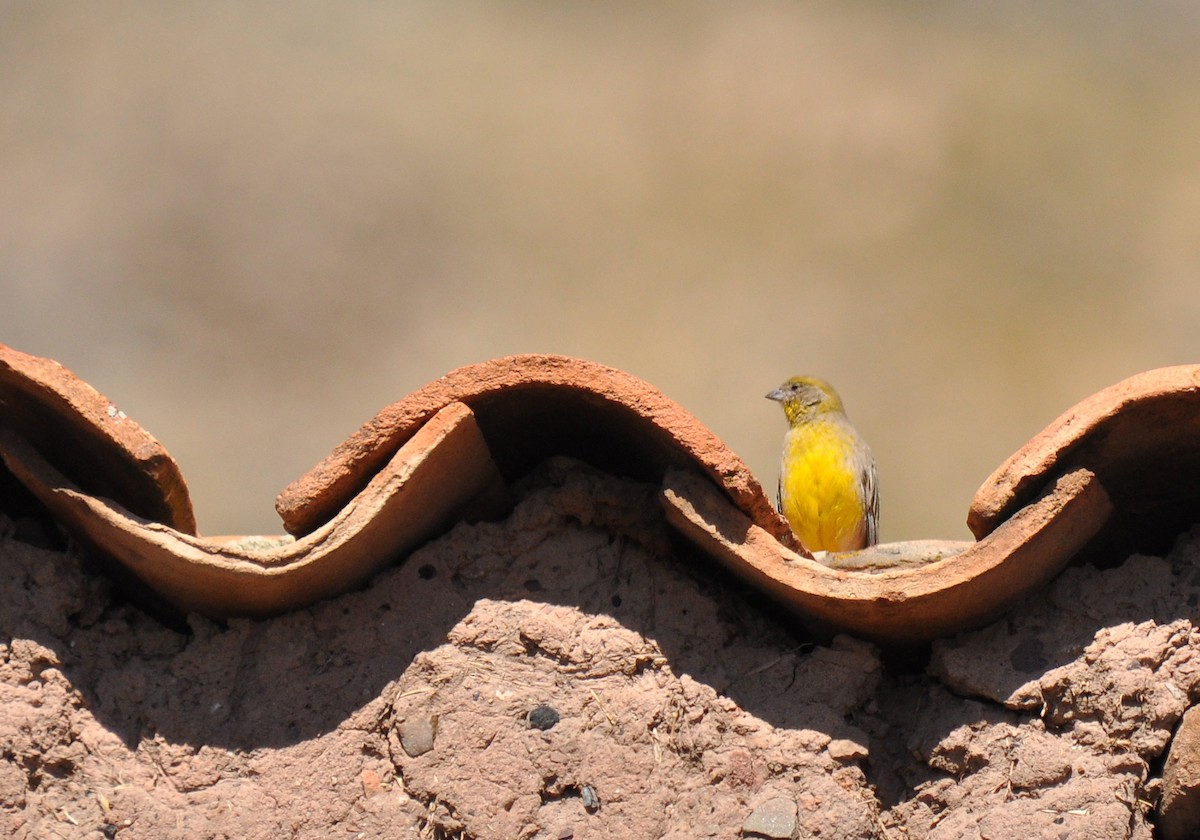 Bright-rumped Yellow-Finch - ML136725201