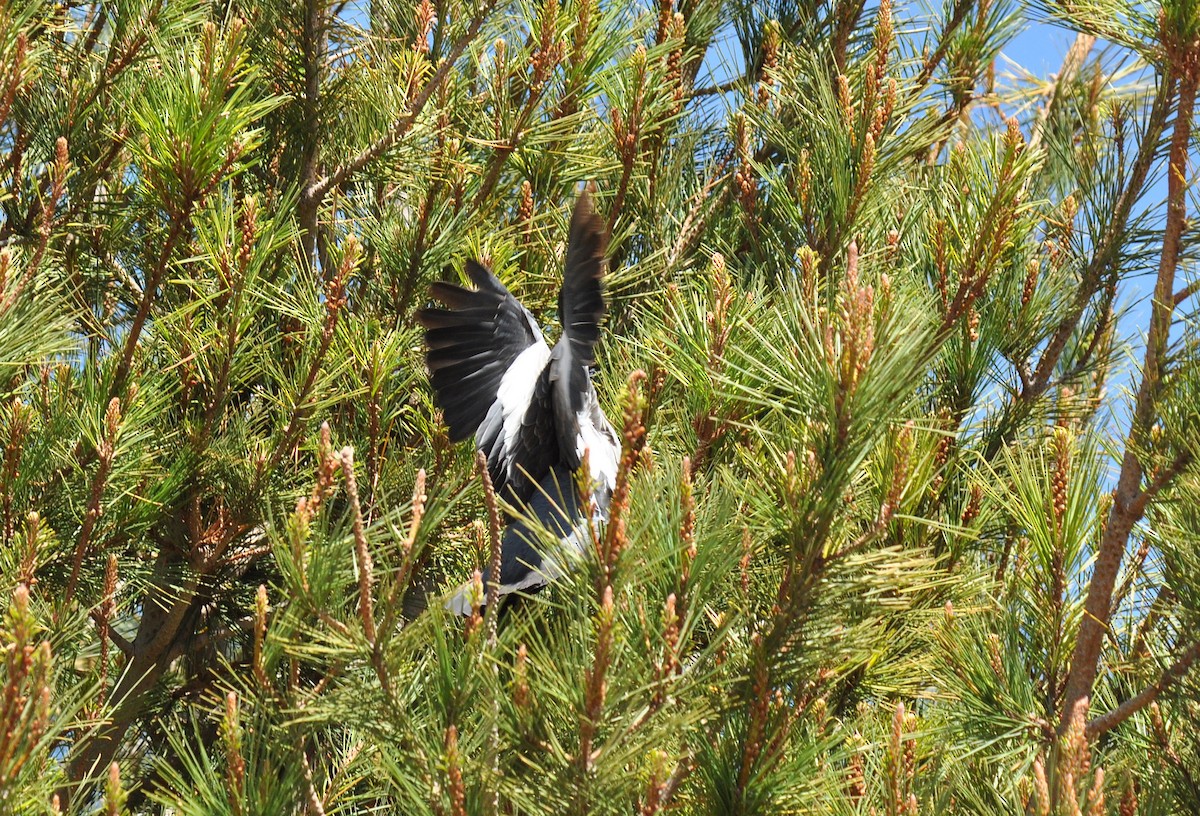Spot-winged Pigeon - ML136725321