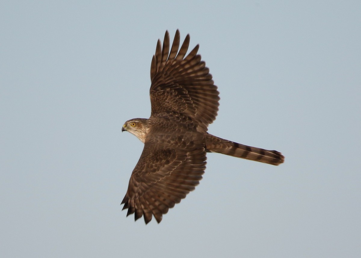 Sharp-shinned Hawk - ML136726051