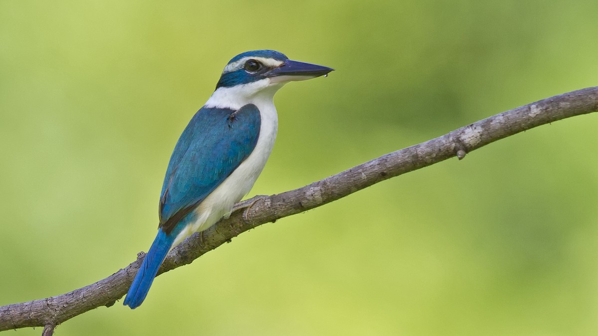 Pacific Kingfisher - Mat Gilfedder