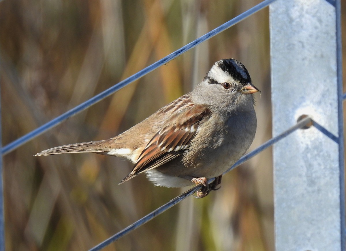 White-crowned Sparrow - Bill Pelletier