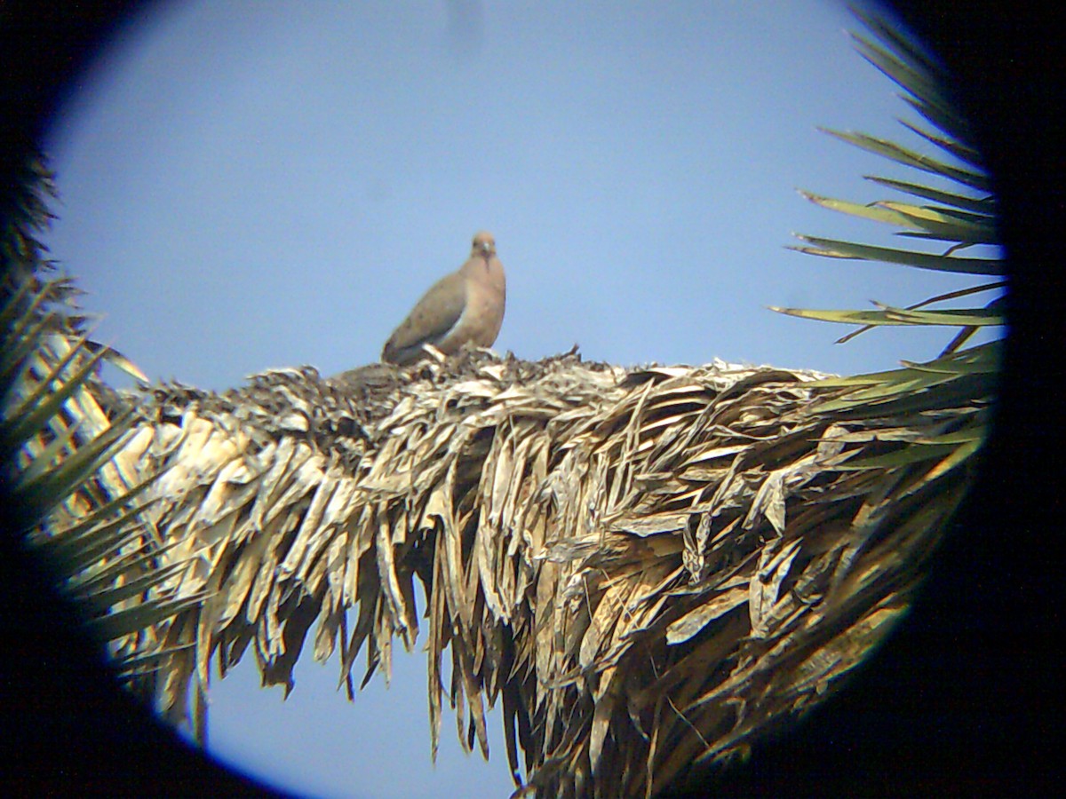 Mourning Dove - ML136728781