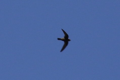 White-naped Swift - Arnold Skei