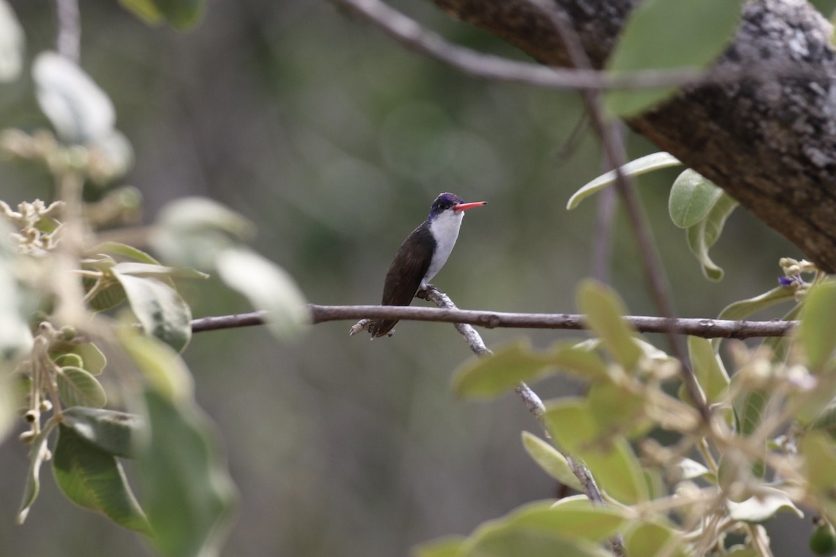 Violet-crowned Hummingbird - ML136731401