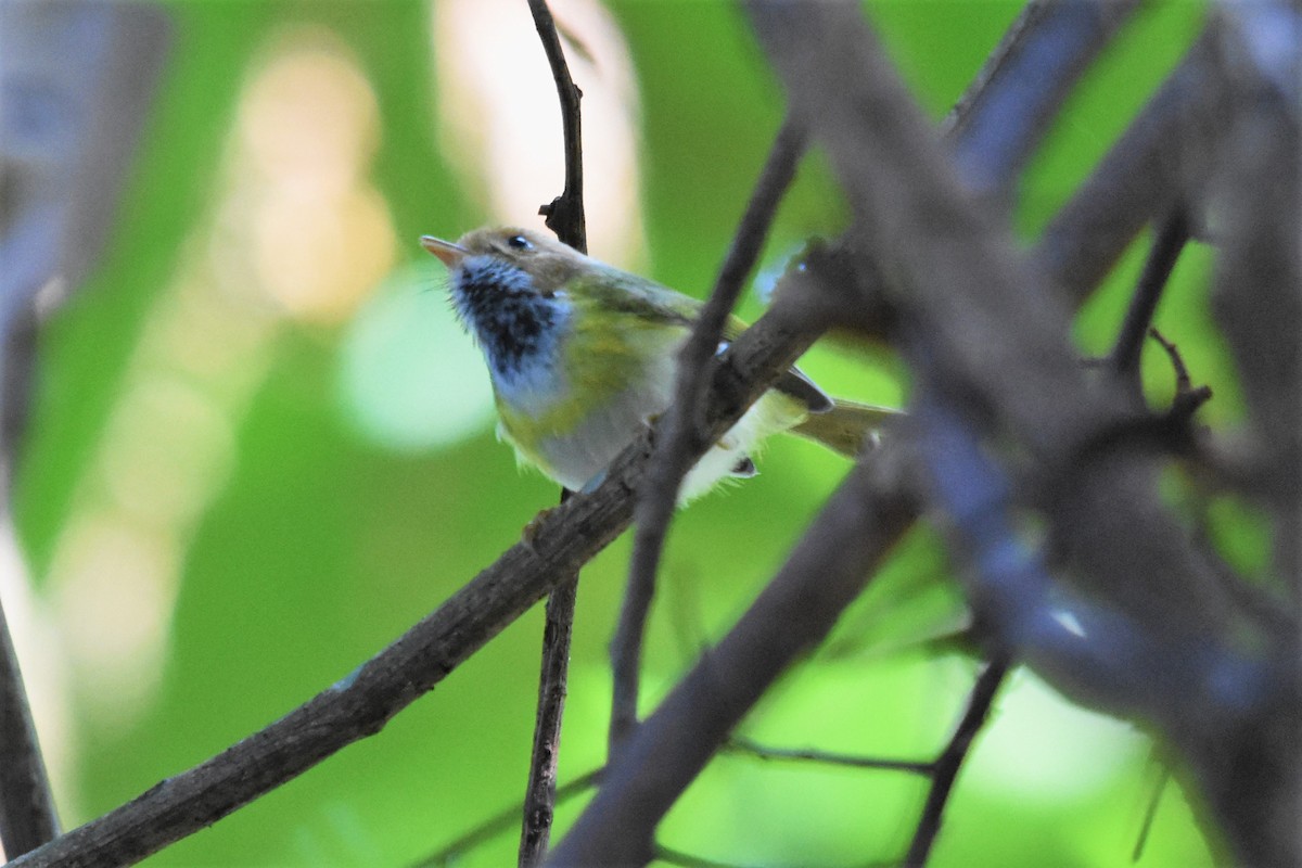 Rufous-faced Warbler - ML136731851