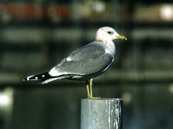 Common Gull - ML136731941