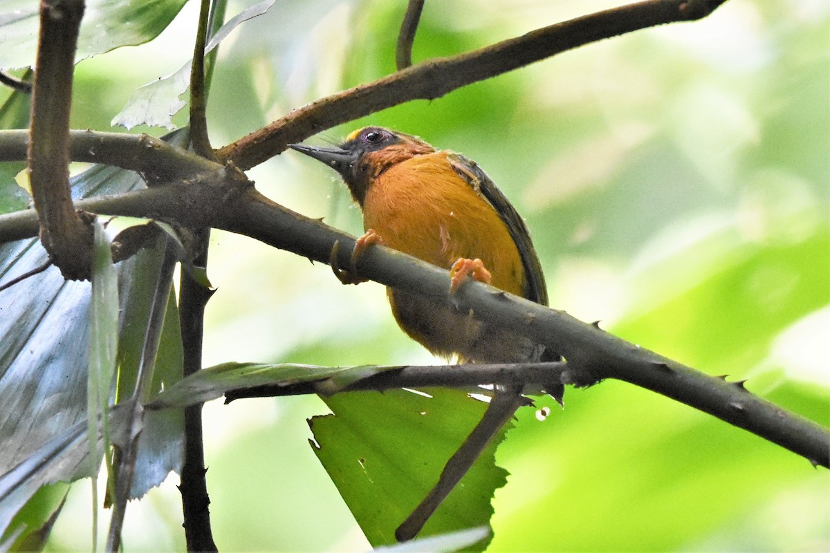 White-browed Piculet - ML136732191