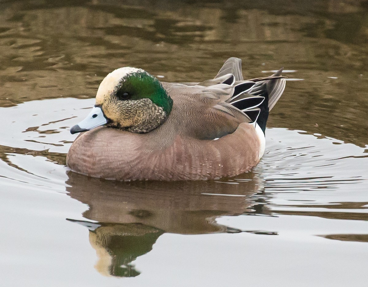 American Wigeon - Meg Barron