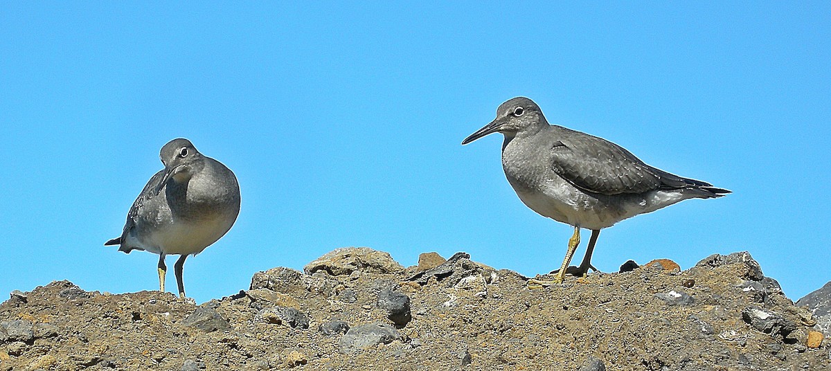 Wandering Tattler - Ken Burton