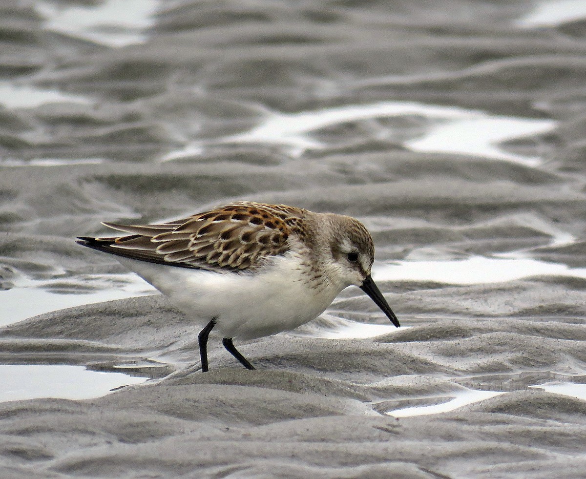 Western Sandpiper - ML136733461