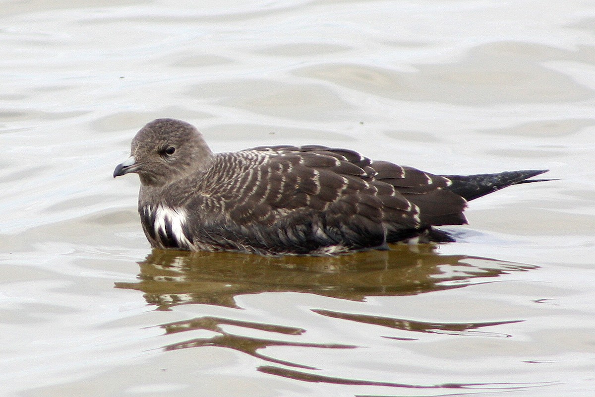 Long-tailed Jaeger - ML136734231