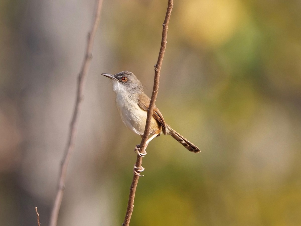 Rufescent Prinia - Neil Broekhuizen