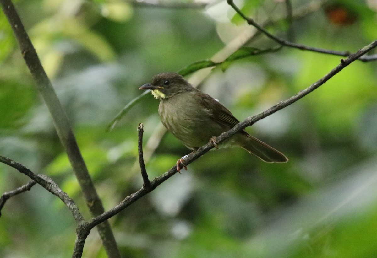 Yellow-whiskered Greenbul - ML136738061