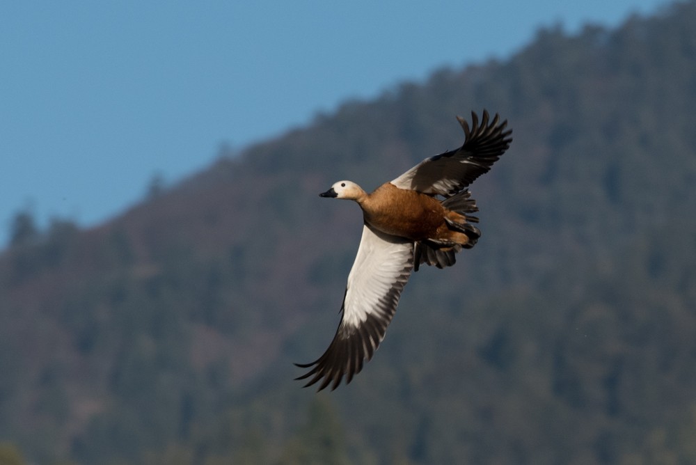 Ruddy Shelduck - Aaron Lang