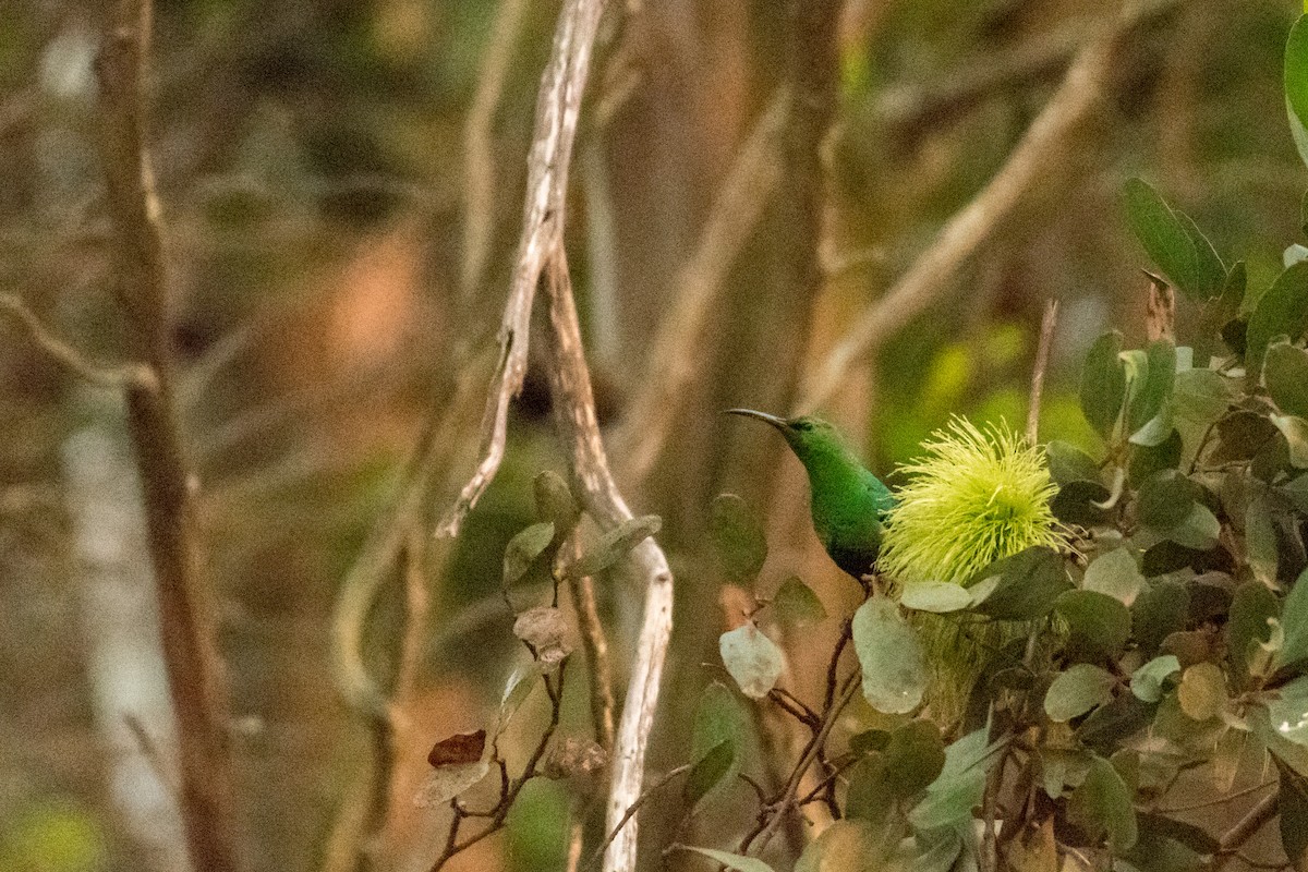 Malachitnektarvogel - ML136740131