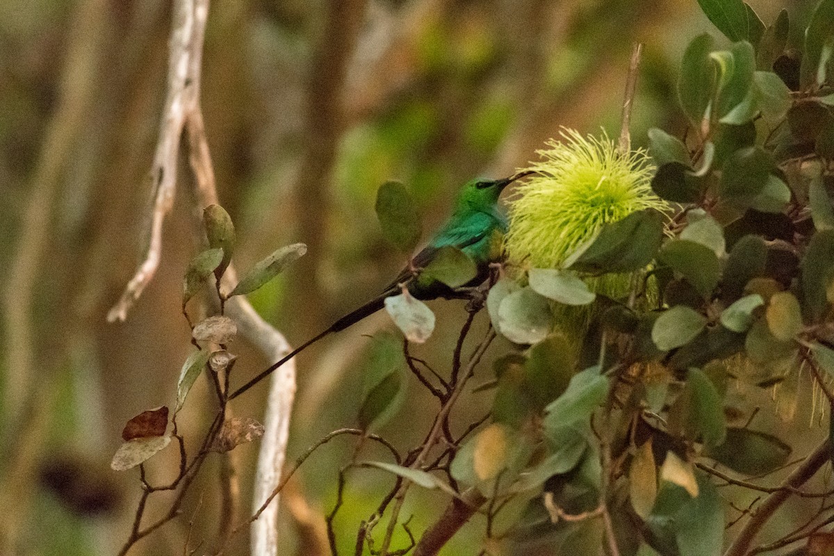 Malachite Sunbird - ML136740151