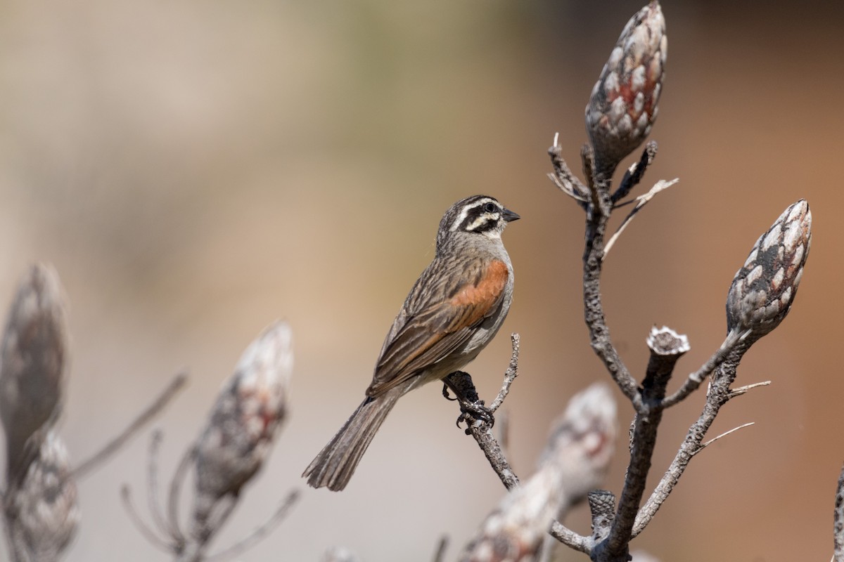 Cape Bunting - ML136741331