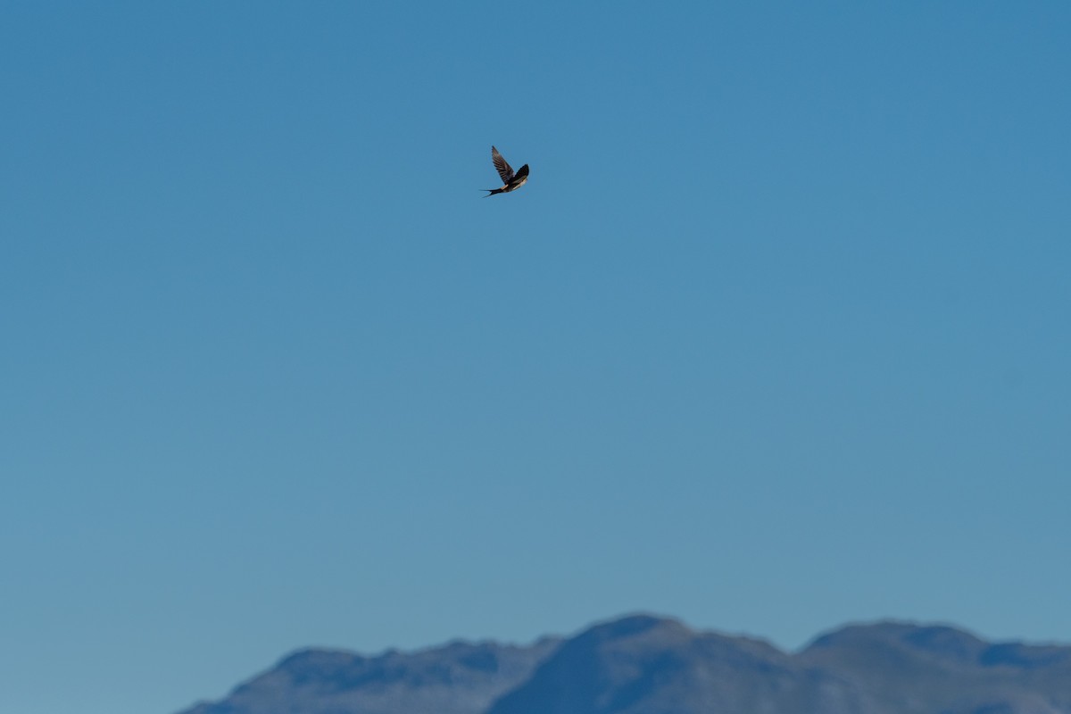 Greater Striped Swallow - ML136741671