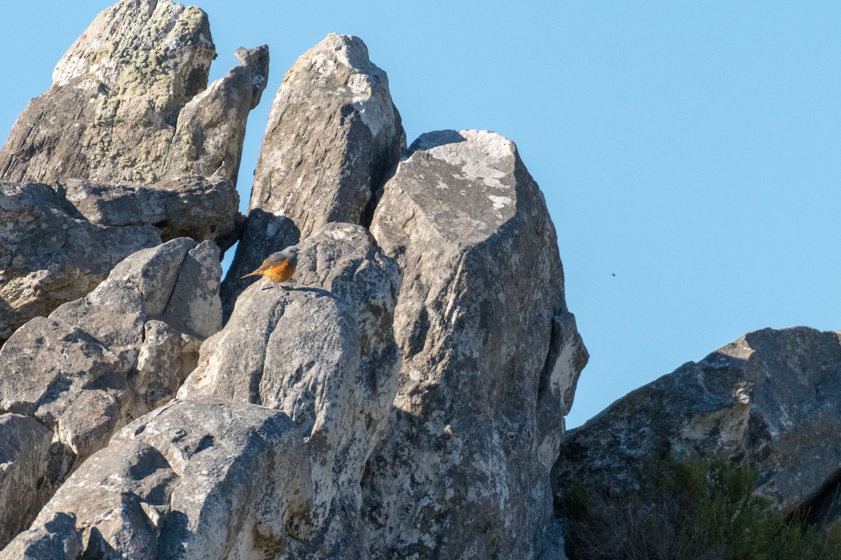 Cape Rock-Thrush - ML136742071