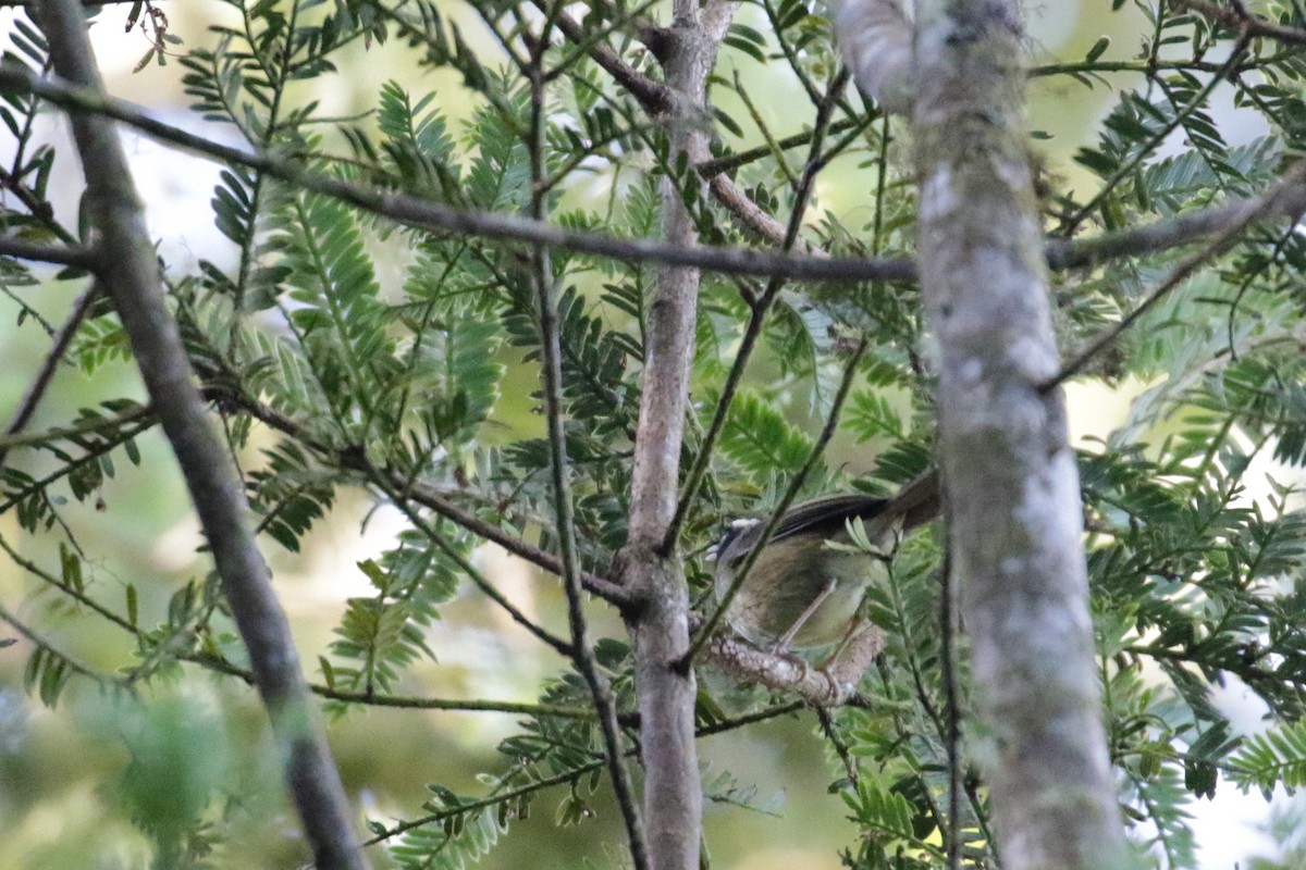 Black-cheeked Warbler - Cameron Eckert