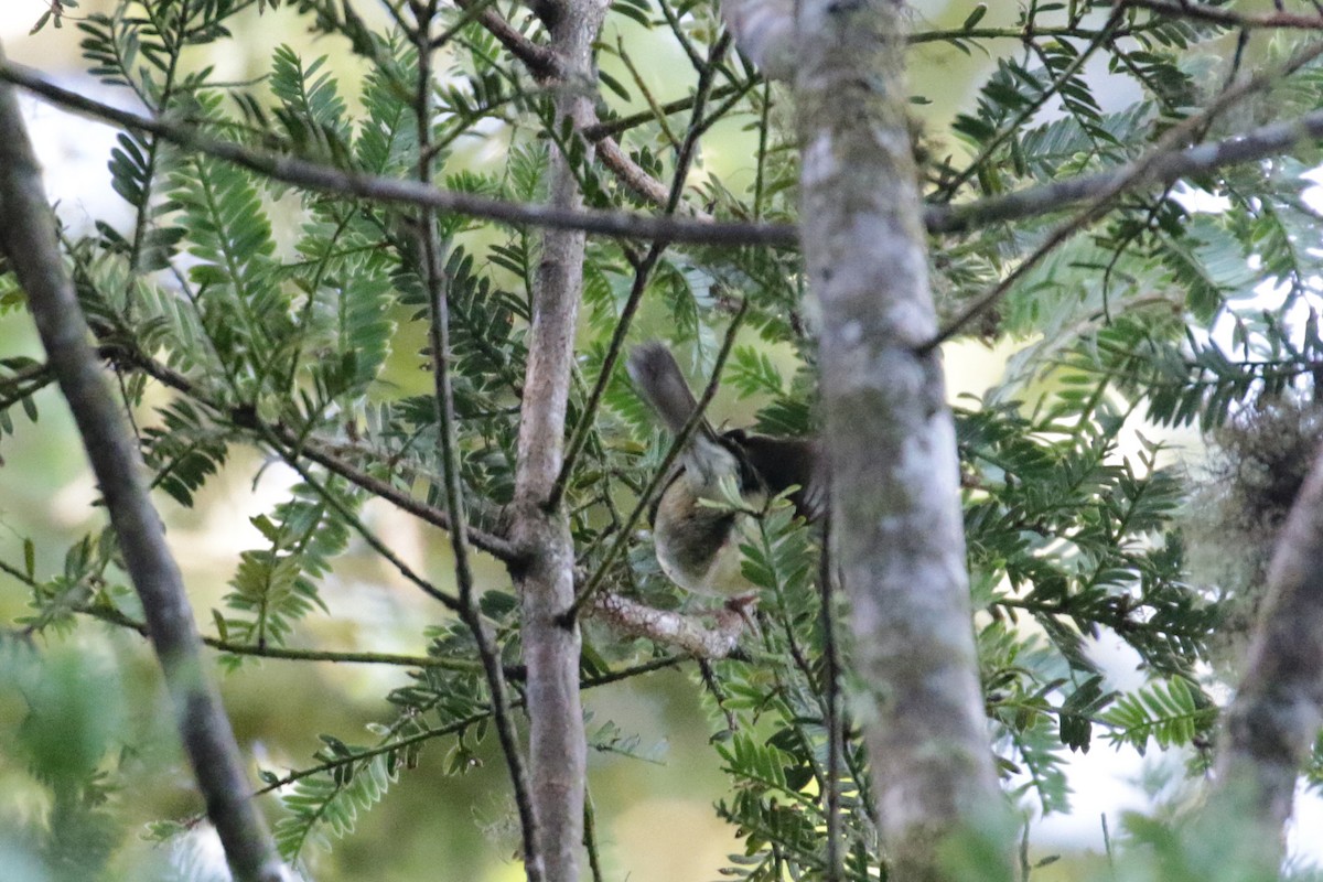 Black-cheeked Warbler - ML136742461