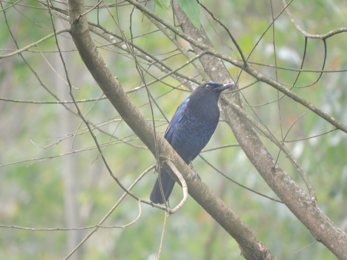 Malabar Whistling-Thrush - ML136743061