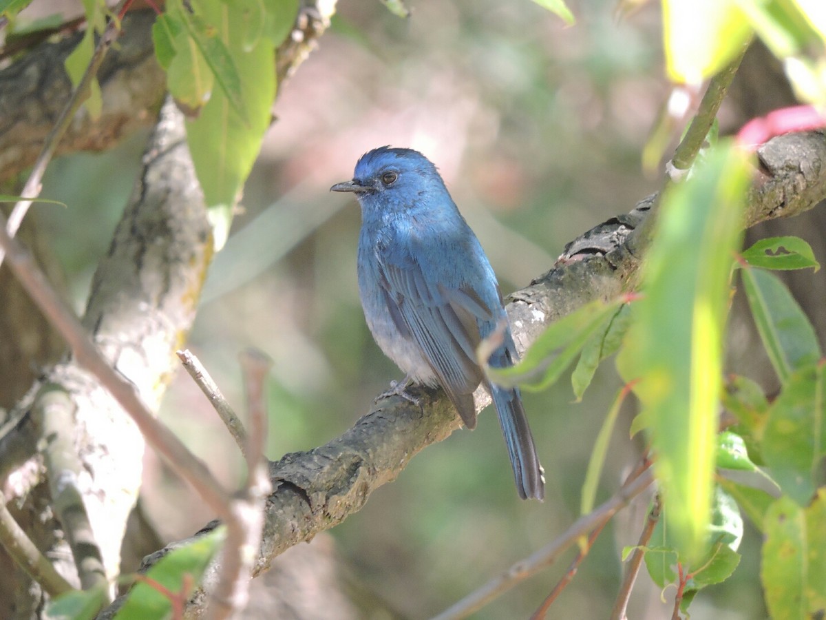 Nilgiri Flycatcher - ML136743161