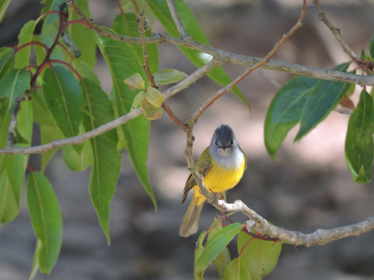 Gray-headed Canary-Flycatcher - ML136743231