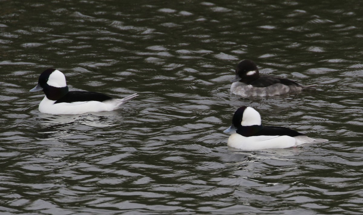 Bufflehead - ML136743321