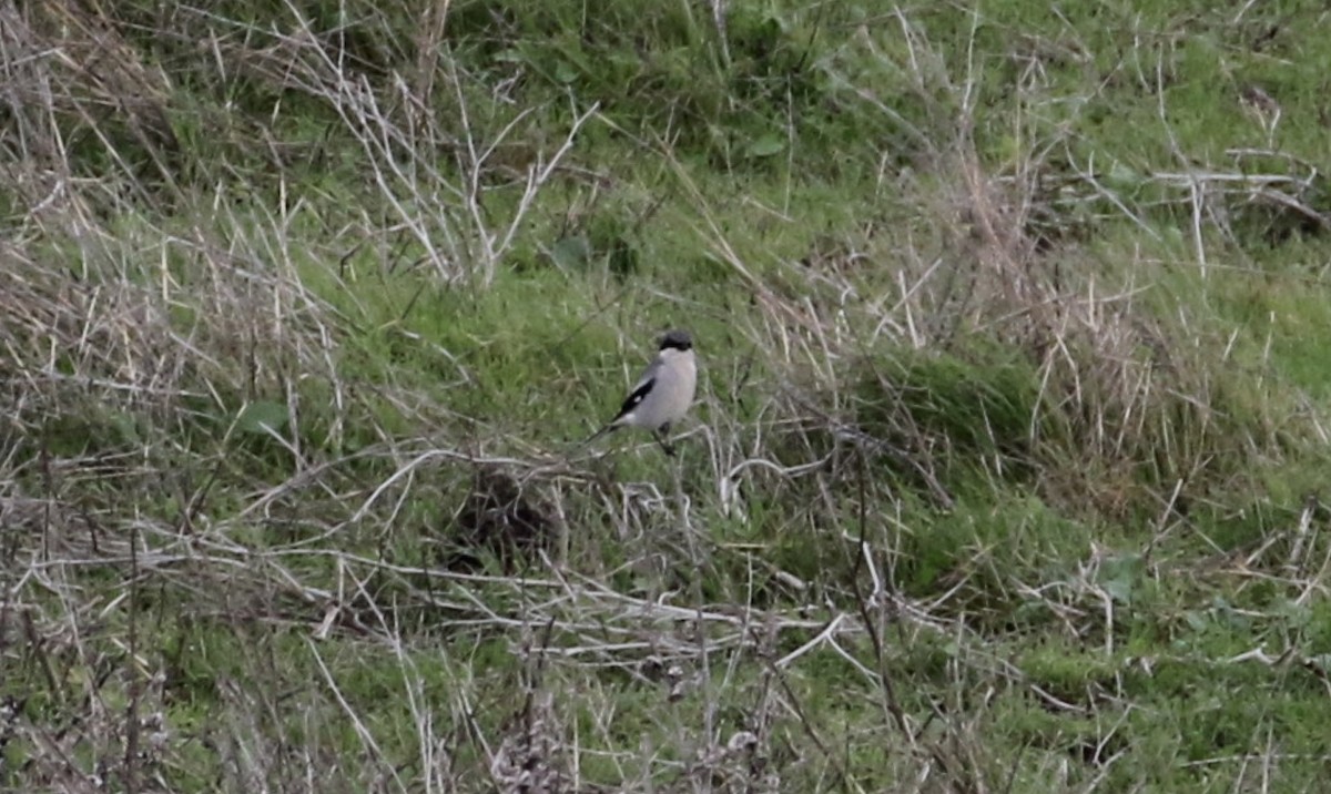 Loggerhead Shrike - ML136743531