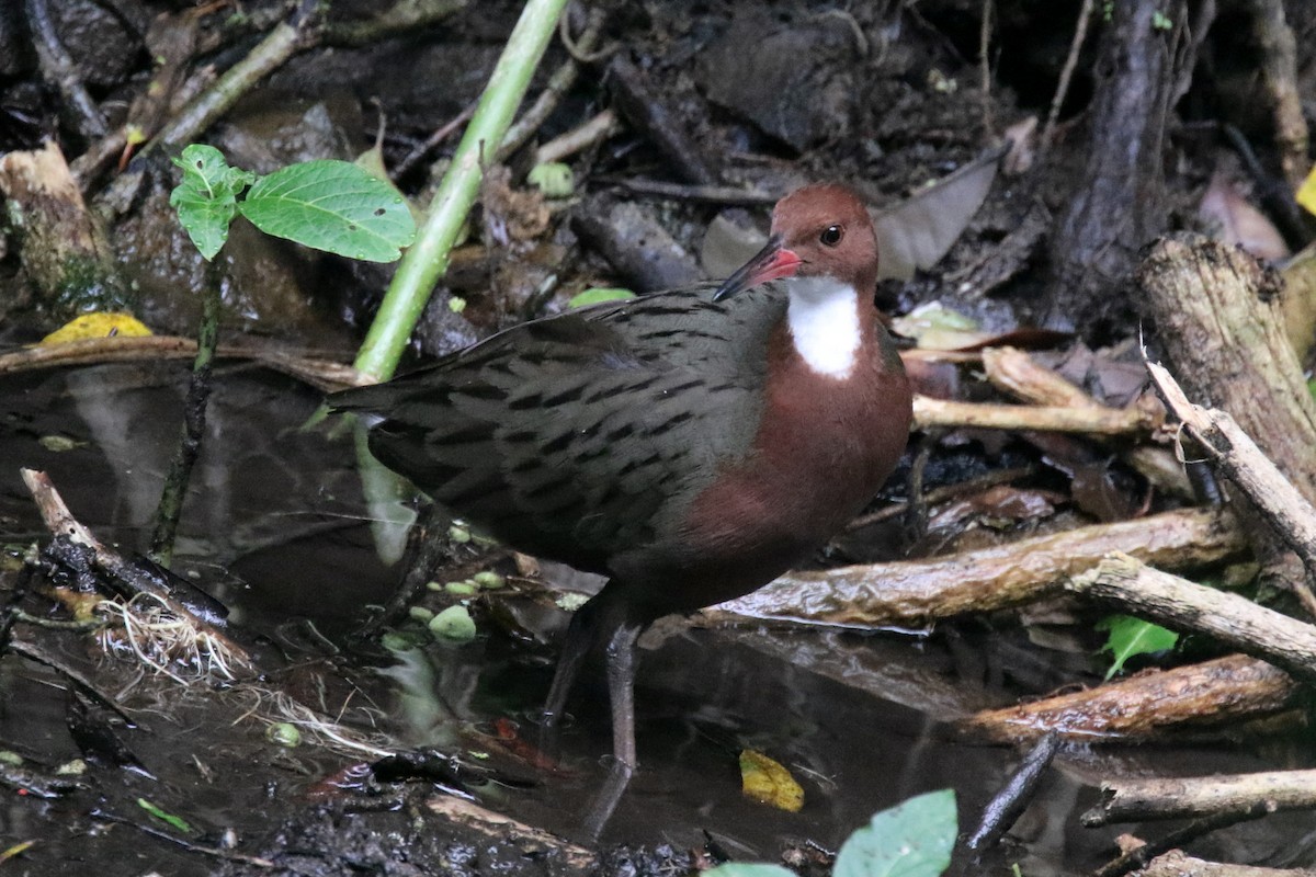 White-throated Rail - Stephen Gast