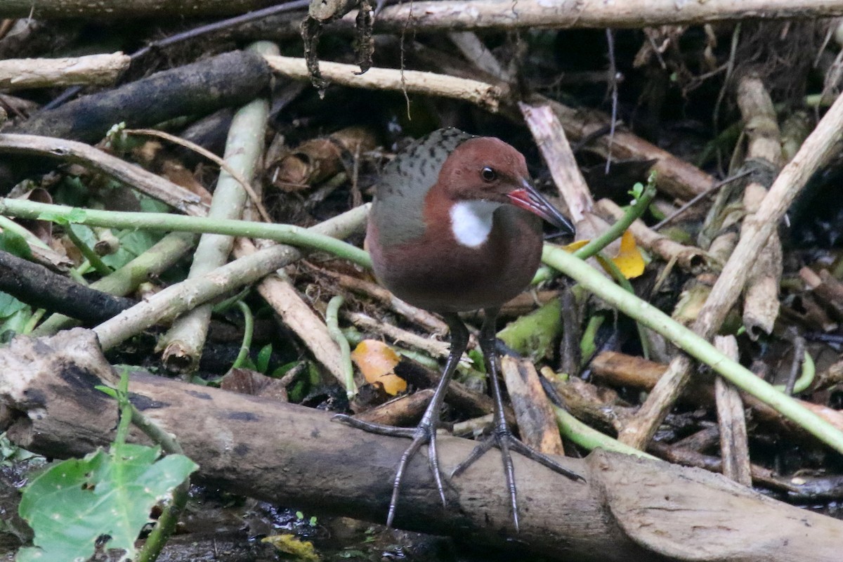 White-throated Rail - ML136743891