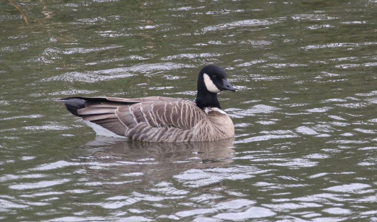 Cackling Goose - ML136743961