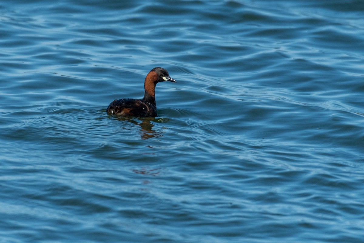 Little Grebe - Raphaël Nussbaumer