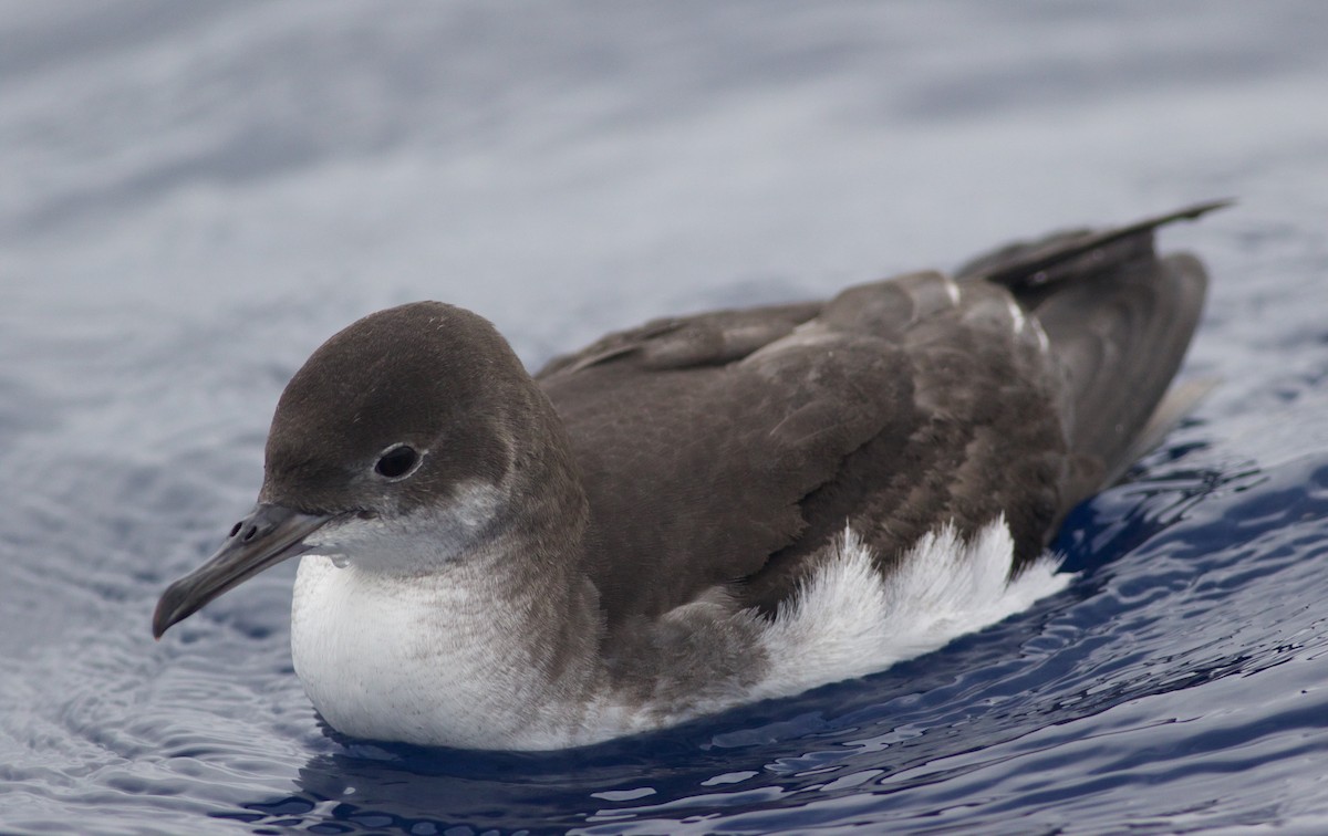 Fluttering Shearwater - ML136744361