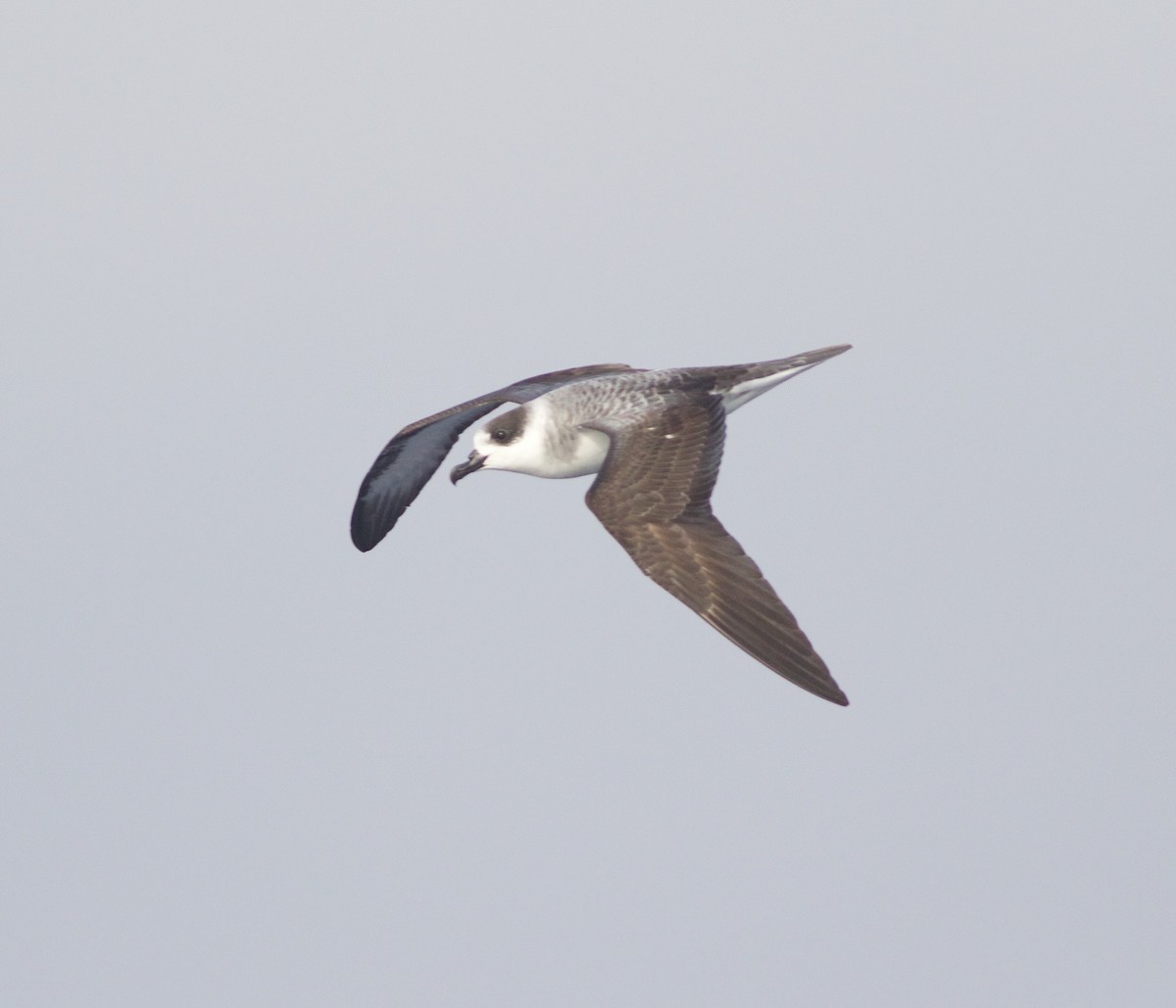 White-necked Petrel - ML136744421