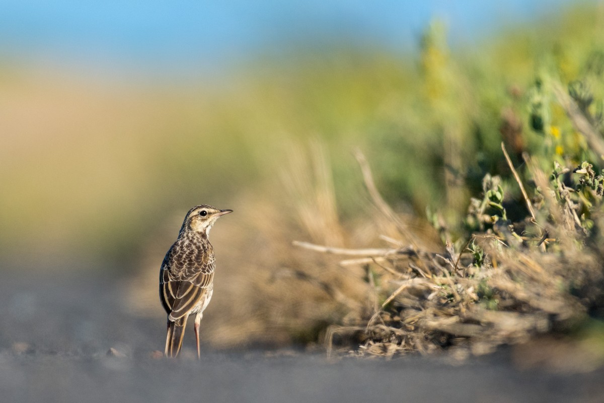 African Pipit - Raphaël Nussbaumer