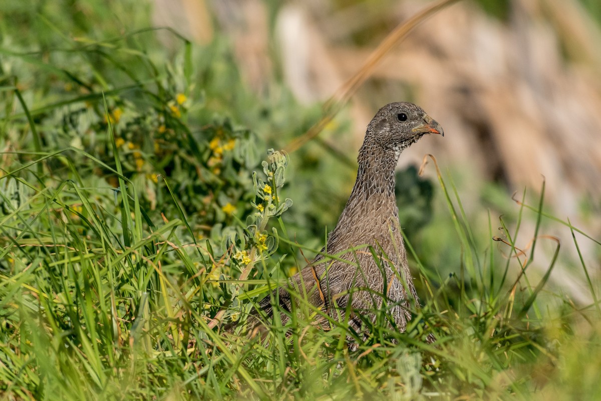 Cape Spurfowl - ML136744491